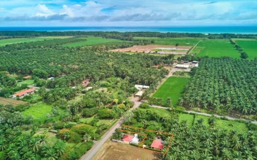 Parrita
