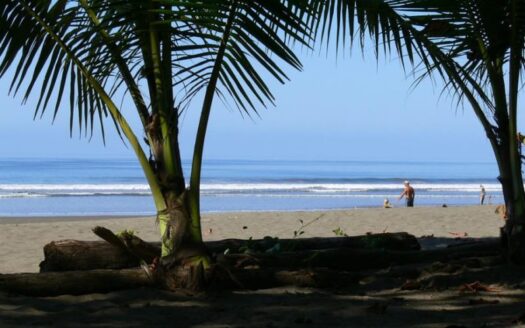 Parrita