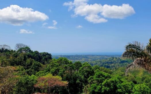 Parrita