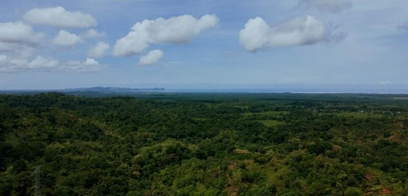 Parrita