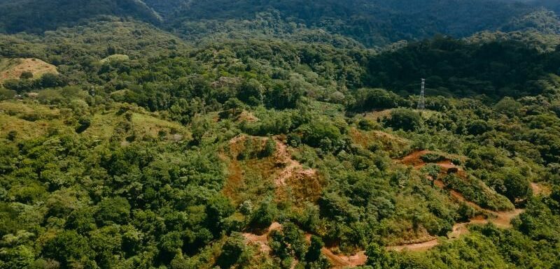 Parrita