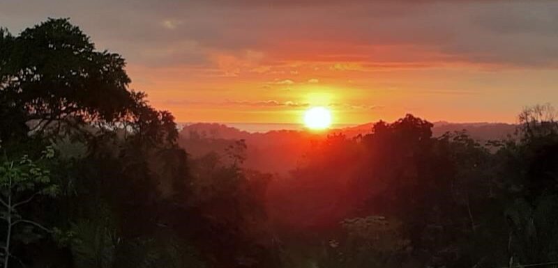 Parrita