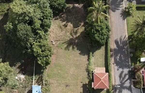 Parrita